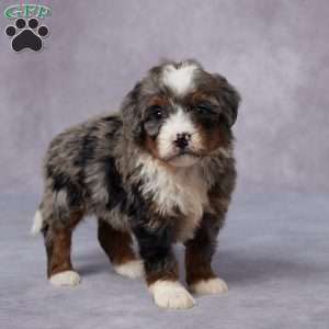Cici, Mini Bernedoodle Puppy